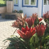 Sveriges första demensby invigs i Vellinge kommun