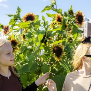 Ny högstadieskola med sporthall ska byggas i Hyllie