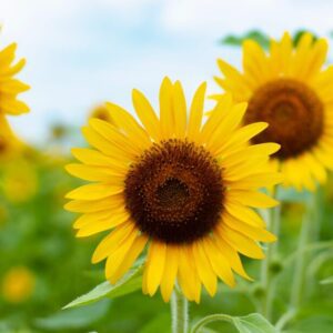 Kändistät stödkonsert för Ukraina i S:t Petri kyrka nu på lördag