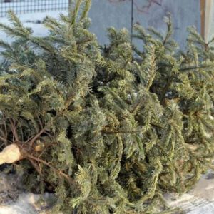 Extra tömmningar och var du slänger din julgran