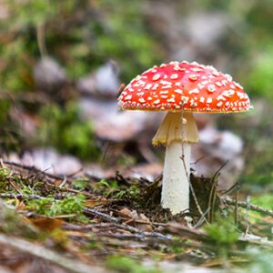 I år är det ett bra svampår, men det medför också risker som kan ge allvarliga konsekvenser