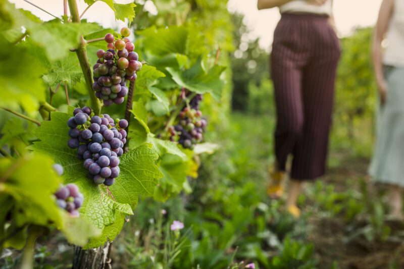 Vindruvor I Fokus Och Kvinnor I Bakgrunden