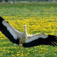 Storkriket ett steg närmare att bli Sveriges åttonde biosfärområde