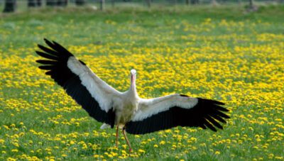 Stork