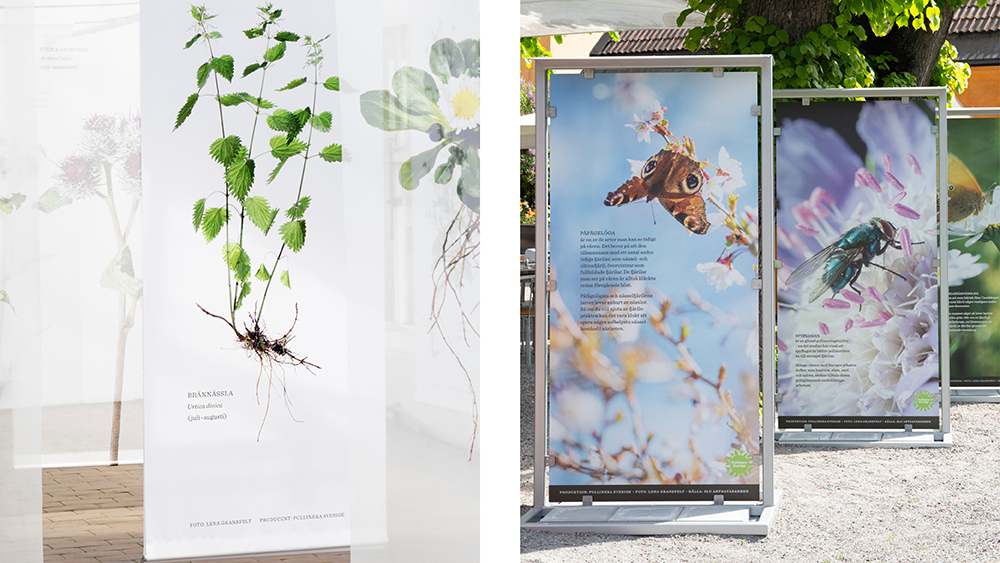 Pollinera Sverige 2025