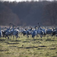 Tranorna är en vårupplevelse i Vattenriket – Se live stream