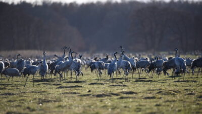 Tranorna dansar vid Pulken – nu är vårens stora skådespel här