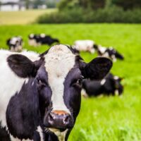 Vårens glädje med kosläpp lockar besökare i hela Skåne