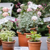 Programmet släppt för Trädgårdsgillet i Landskrona