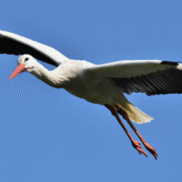 Storkriket utnämnt till UNESCO biosfärområde