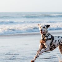 Ribban får tryggare upplevelser för fyrfota vänner