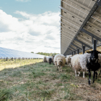 Solpunkten i Kristianstad ersätter gräsklippare med 36 får