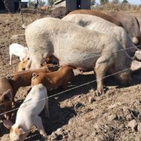 Familjedag & Ekomarknad på Ängavallen