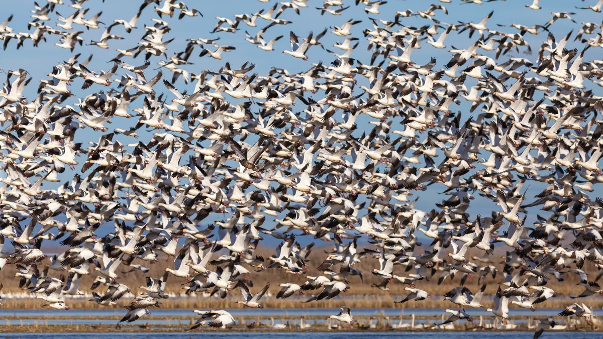 Gåspopulationen i Skåne tiofaldigad – ett växande problem för lantbruket