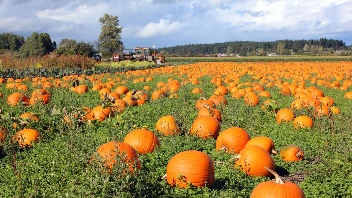 Skånska pumpor och kusliga evenemang