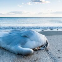 Fågelinfluensan har nått Skåne – myndigheter varnar