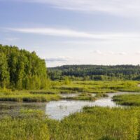 Våtmarksrestaurering: Risker och konsekvenser