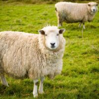 Skånskt fårkött på tallriken stärker både miljö och beredskap