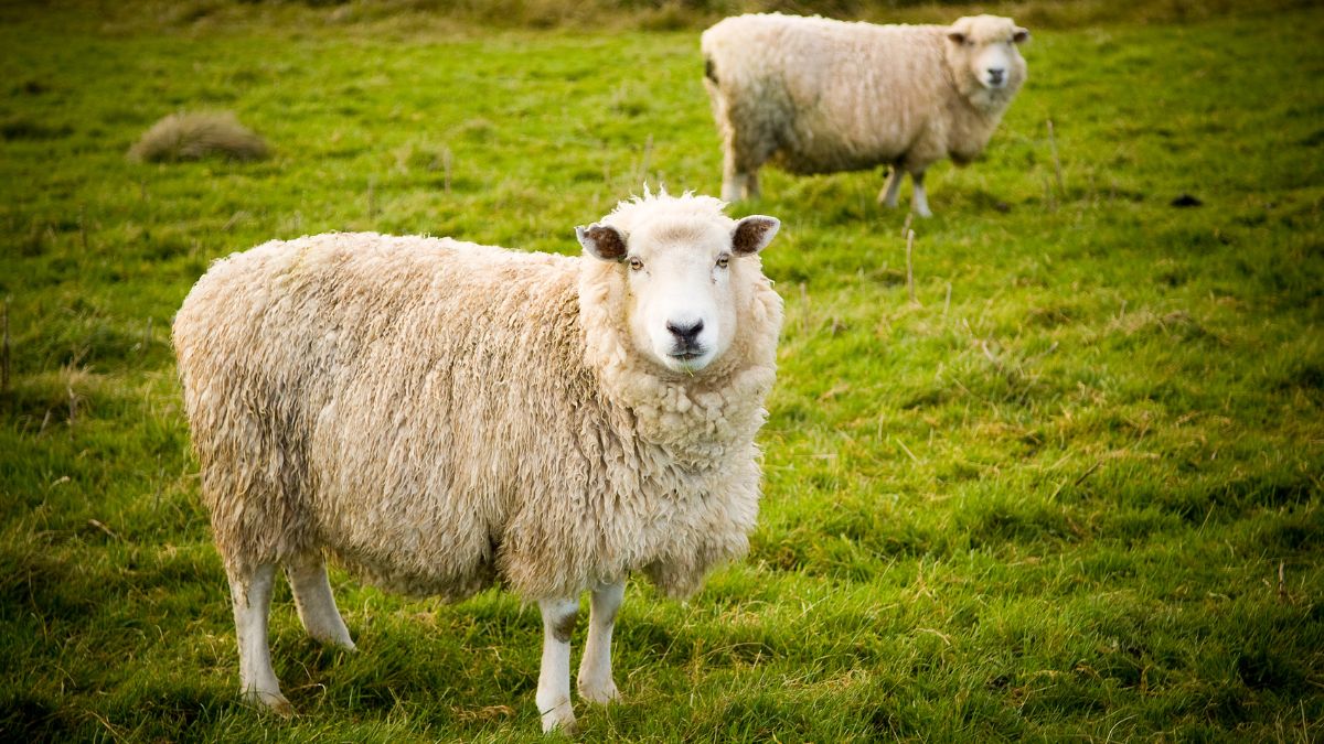 Skånskt fårkött på tallriken stärker både miljö och beredskap
