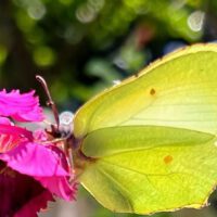 Låt det vilda ta plats – odla ogräs och samla pollinatörer!
