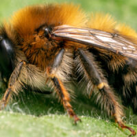 Operation Humlepälsbi inviger pollineringsveckan på Österlen