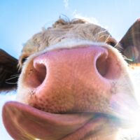 Våren 2026 ger glädje med kosläpp i hela Skåne