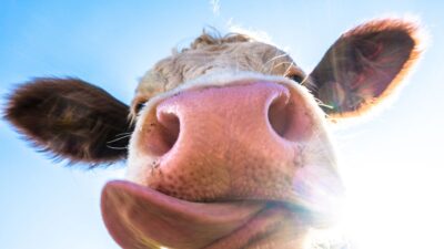 Våren 2026 ger glädje med kosläpp i hela Skåne