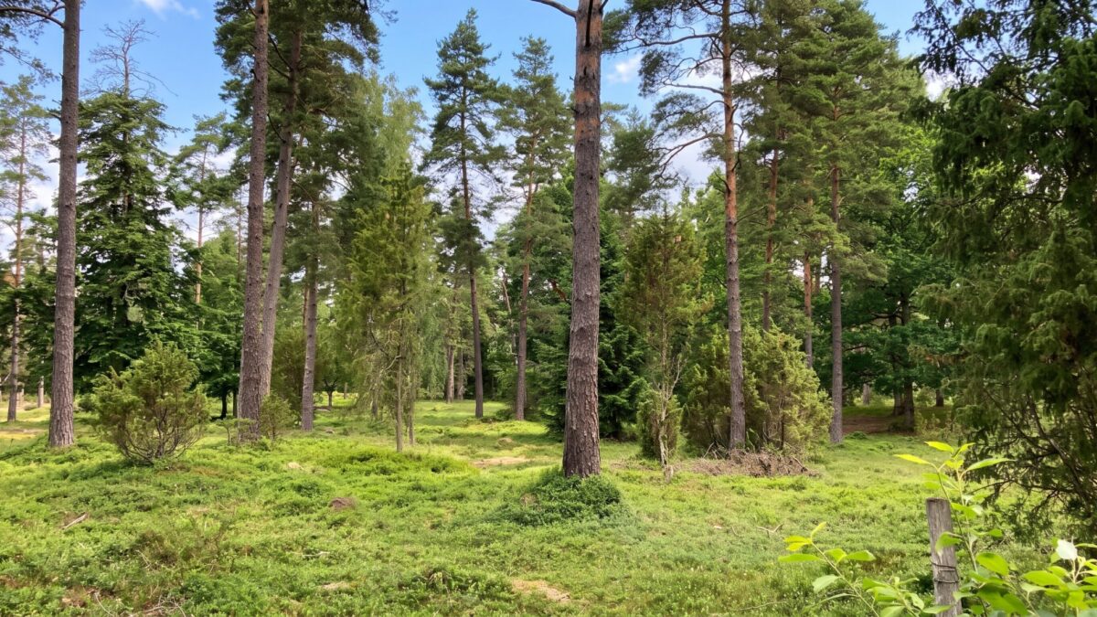 Grytåsa naturreservat